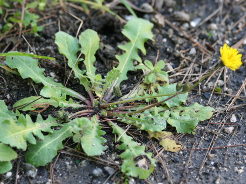 Piccola compositae - Crepis cfr. sancta